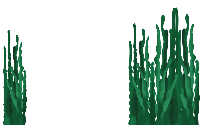 spirulina